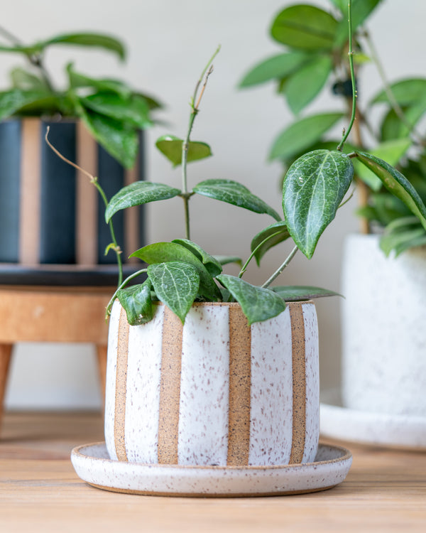 4 Inch Planter - Striped